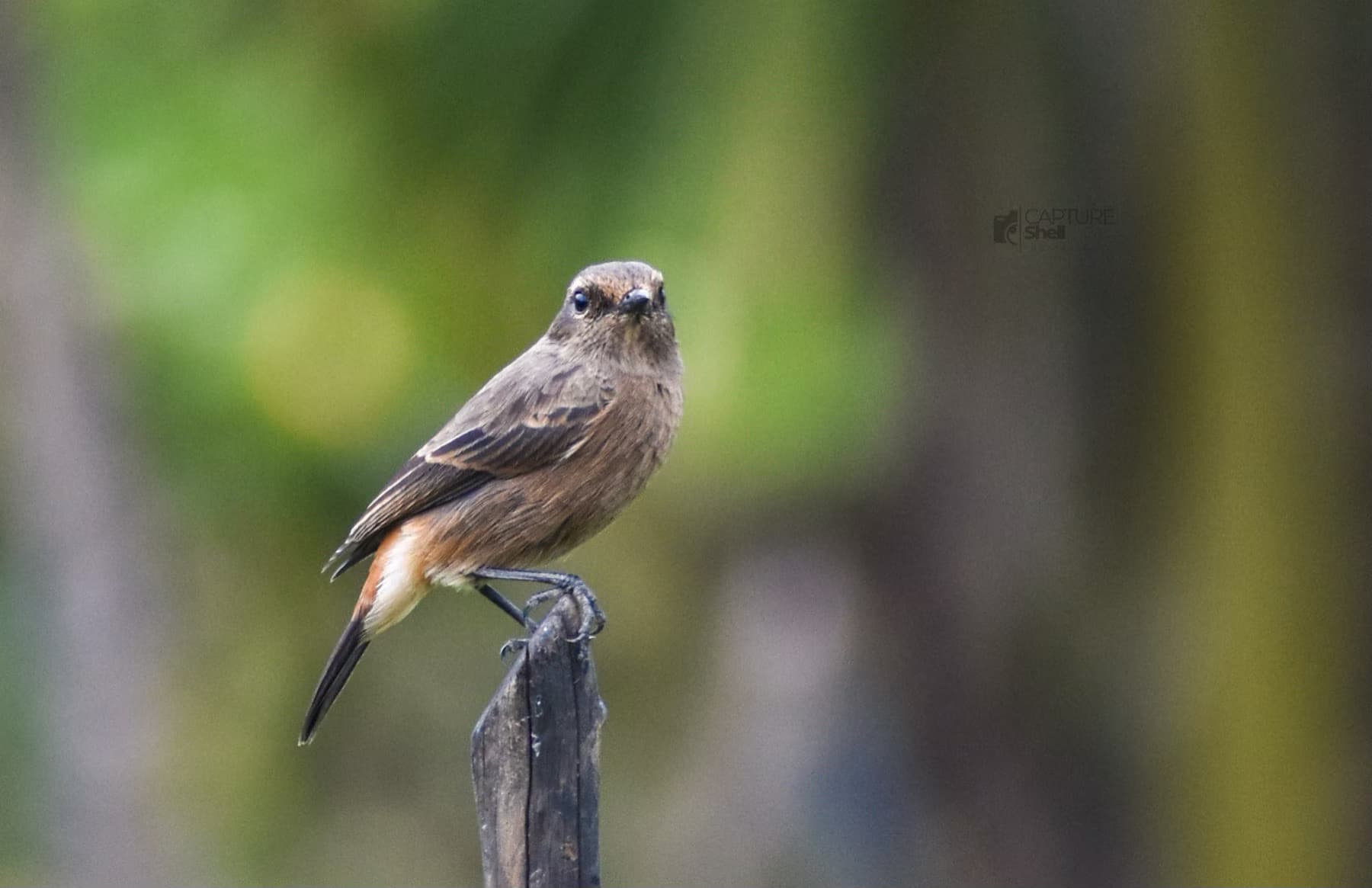 Voice of Birds