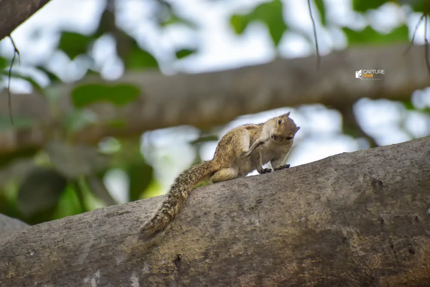Wild Life 5